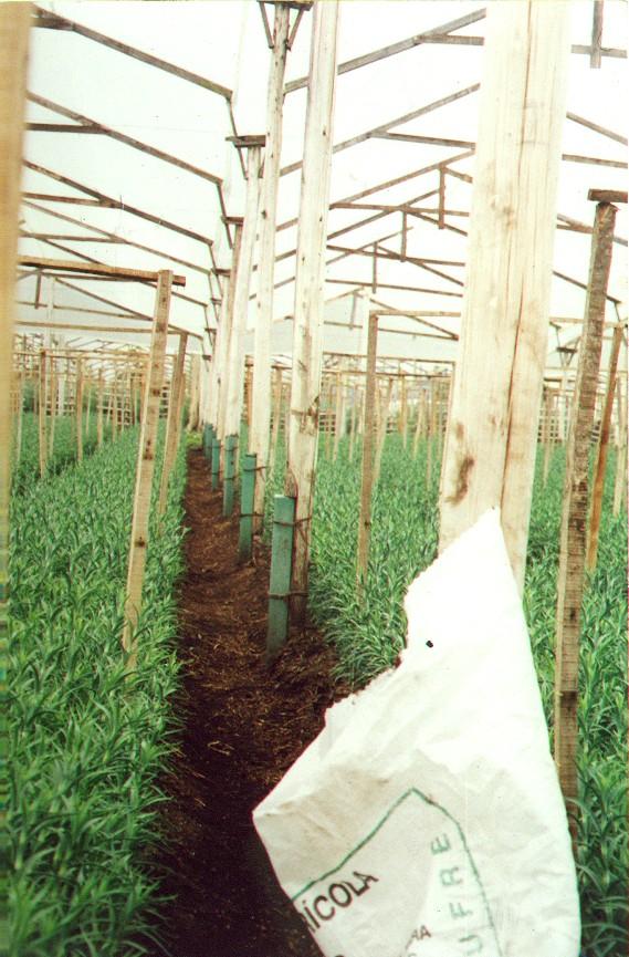 invernaderos para flores en madera plástica maderplast invernadero flor cortada maderas inmunizadas tratadas postes parales mojones care vaca carevaca cerchas estructuras invernadero canal 002 invernaderos para flores en madera plástica maderplast invernadero flor cortada maderas inmunizadas tratadas postes parales mojones care vaca carevaca cerchas estructuras invernadero canal 002